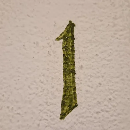Chesa Bellaval, Haus Chamuotsch 2 1 2-zimmerwohnung Silvaplana